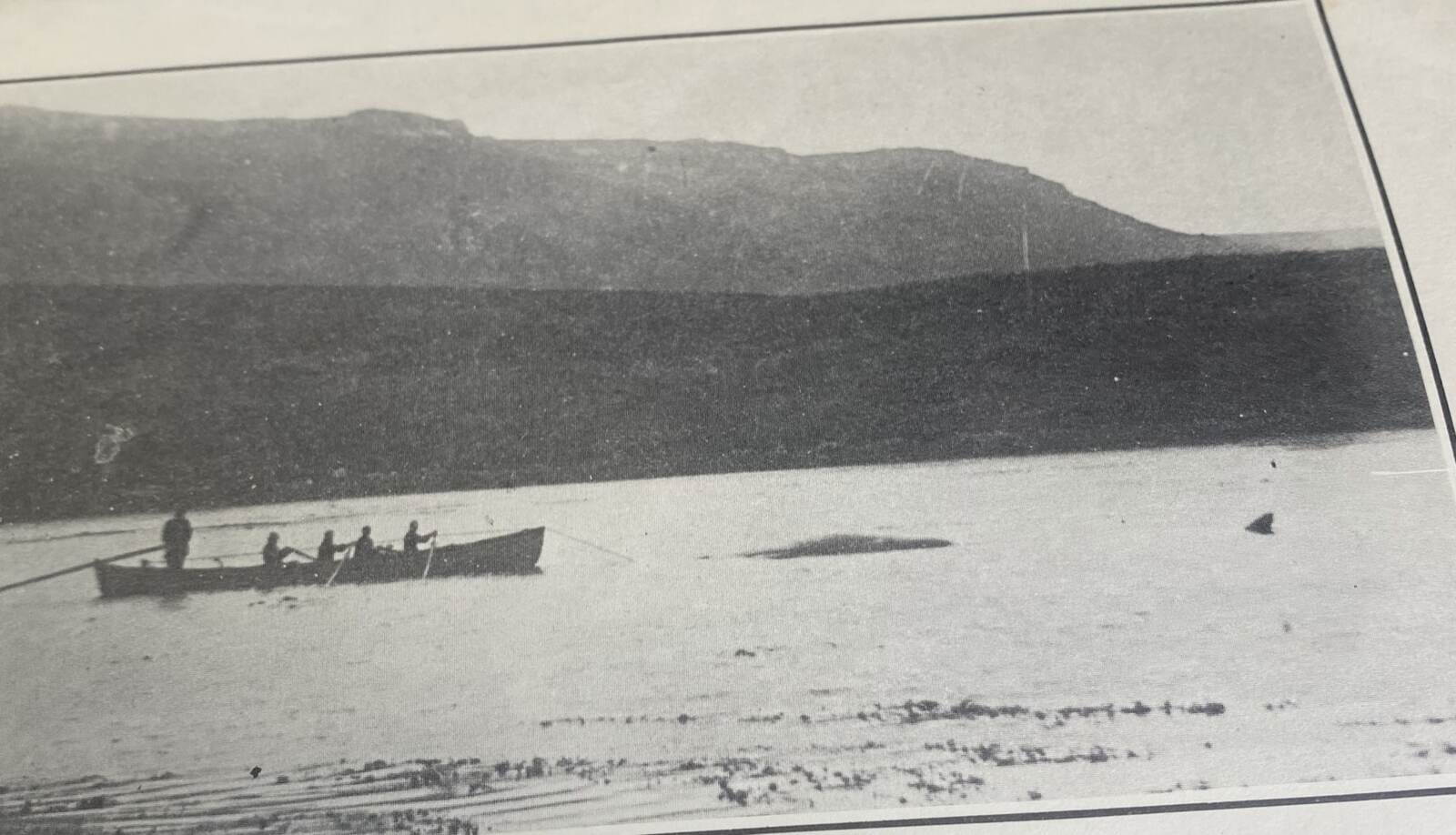 The whale under tow behind the launch