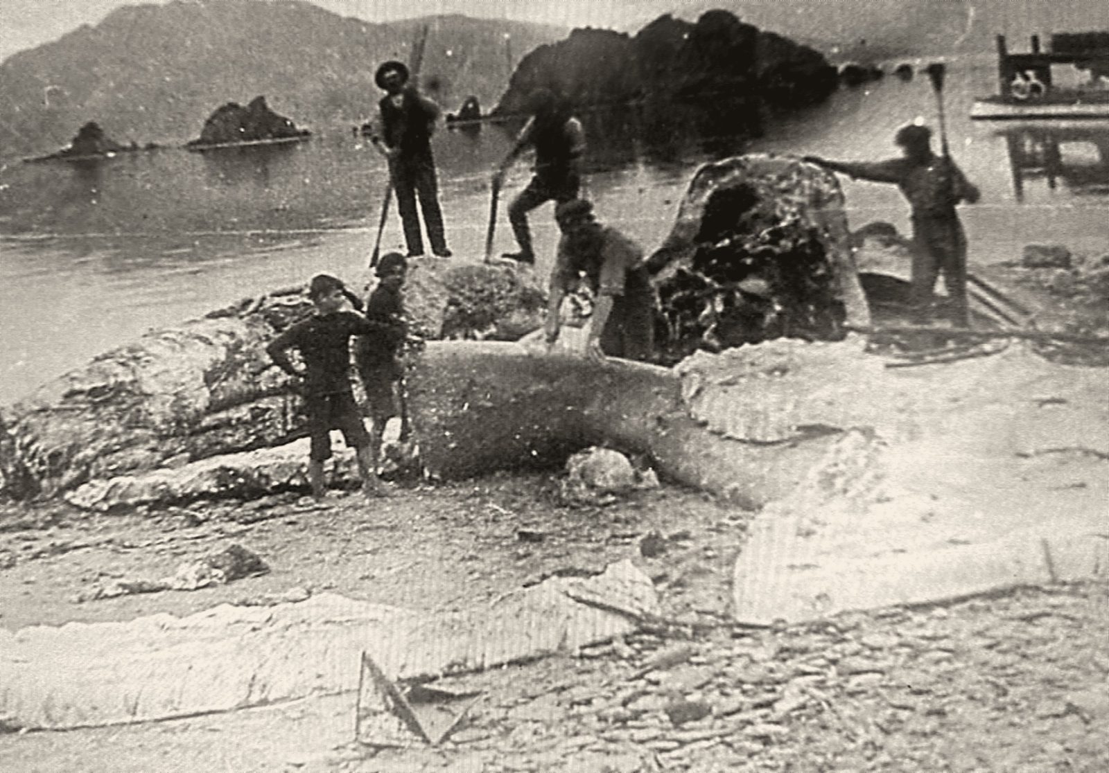 Whalers at work on a whale on the beach, Tory Channel