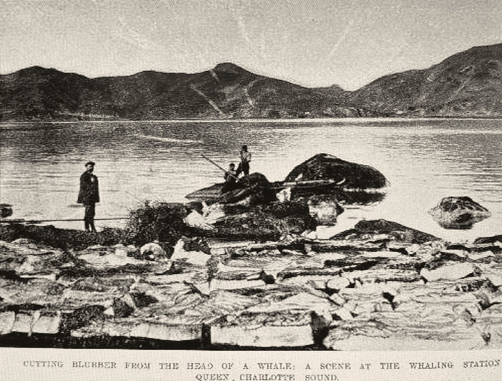 Cutting blubber from the head of a whale at the whaling station, Queen Charlotte Sound